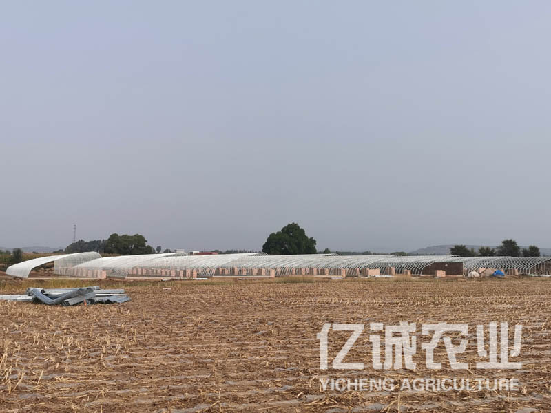 智能日光溫室大棚室內(nèi)可利用空間大，造價(jià)低，使用方便，通風(fēng)效果好