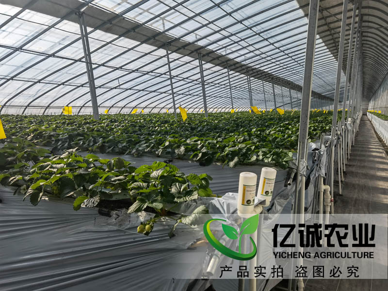 智能溫室大棚承建哪家好？如何種植和管理才能提高，大棚的經(jīng)濟(jì)效益呢？