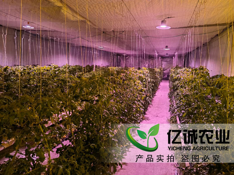蔬菜大棚造價是如何計算的？