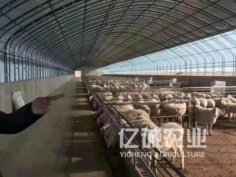 養(yǎng)羊大棚建設(shè)廠(chǎng)家